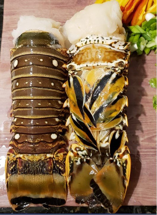 Wholesale Seafood Lobster tails raw Panulirus argus