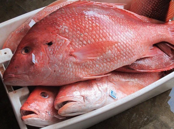 Wholesale Seafood Supplier Snapper